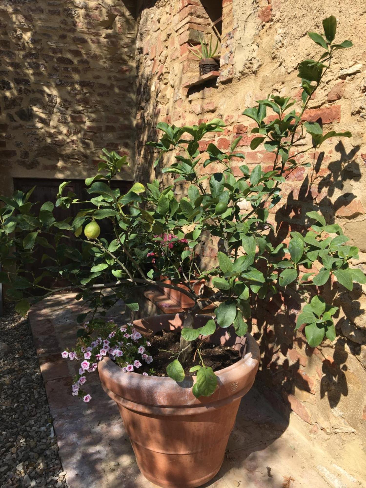 Agli Olivi Di Marciano Lägenhet Siena Exteriör bild