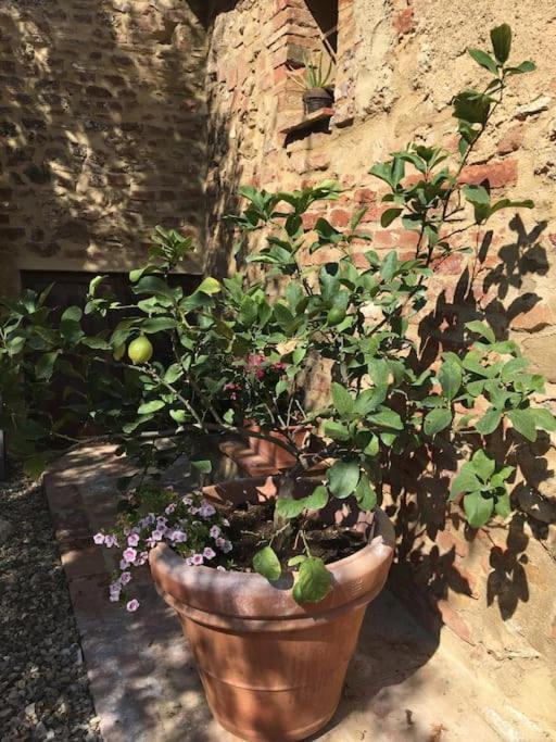 Agli Olivi Di Marciano Lägenhet Siena Exteriör bild